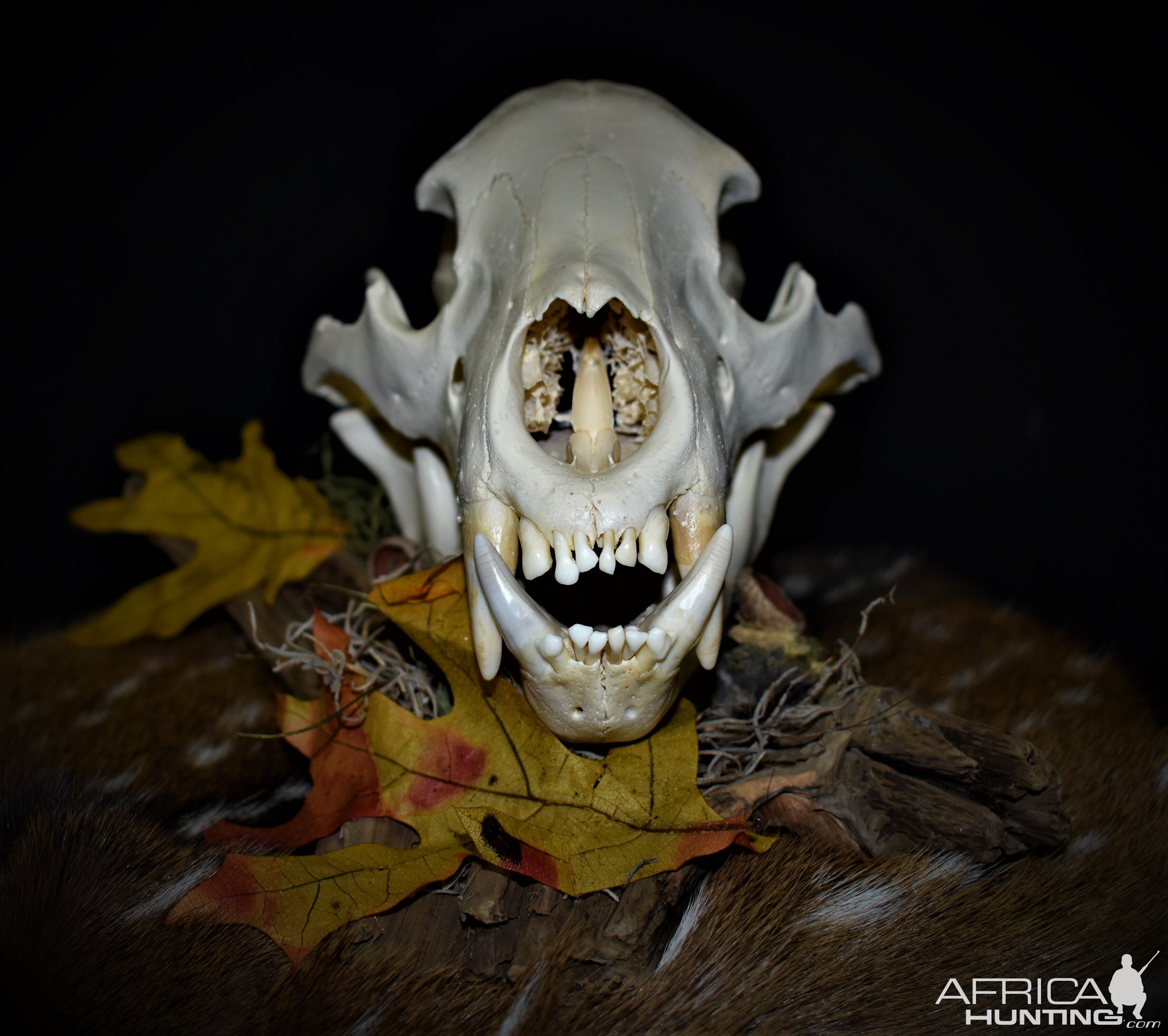 Bear European Skull Mount Taxidermy