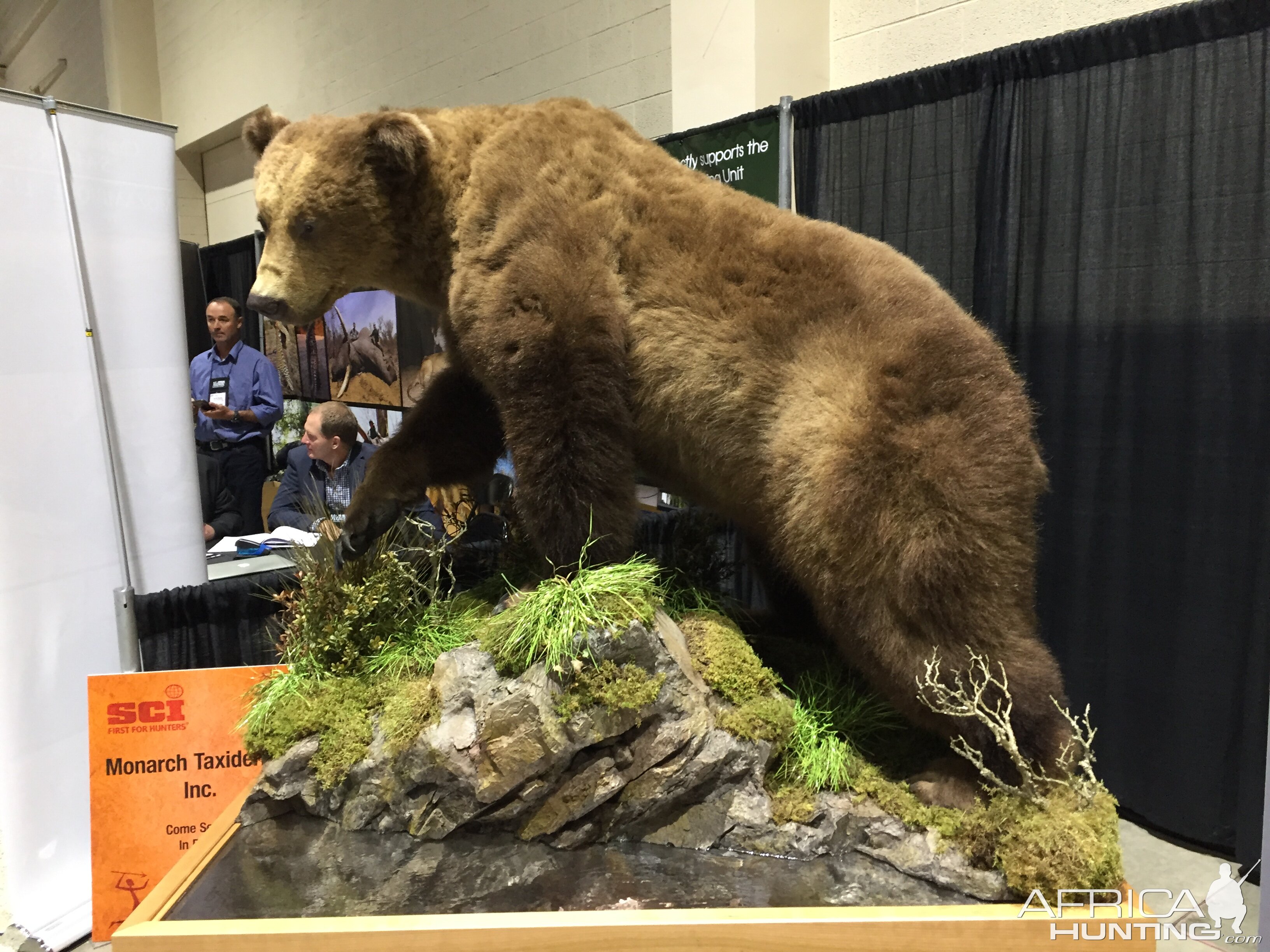 Bear Full Mount Taxidermy