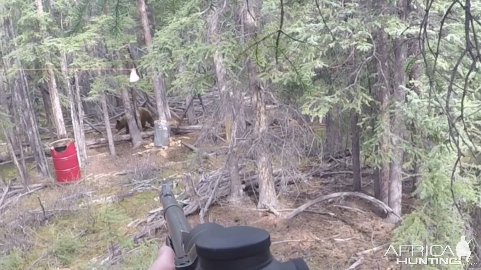 Bear Hunt Alaska USA