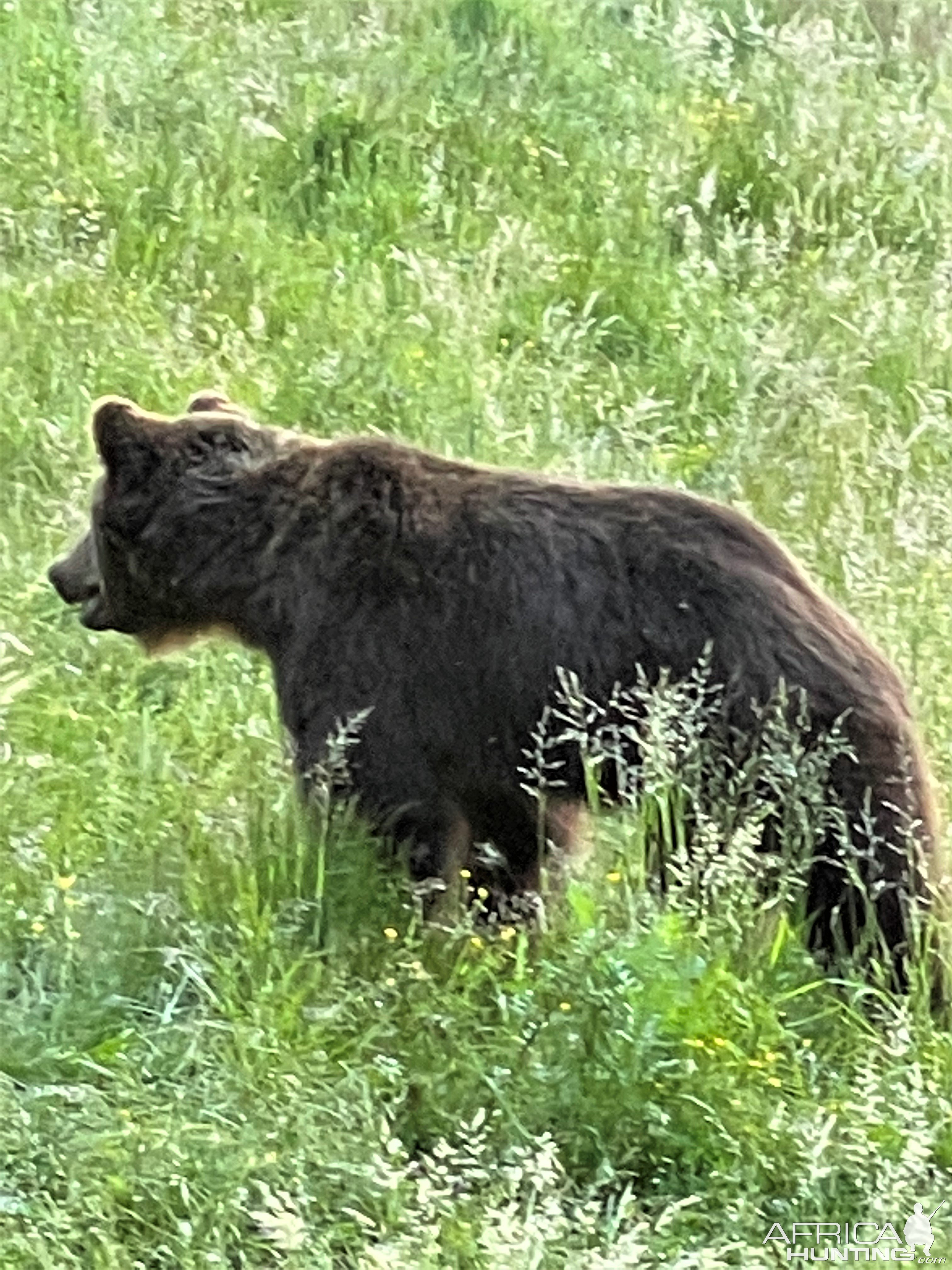 Bear Romania