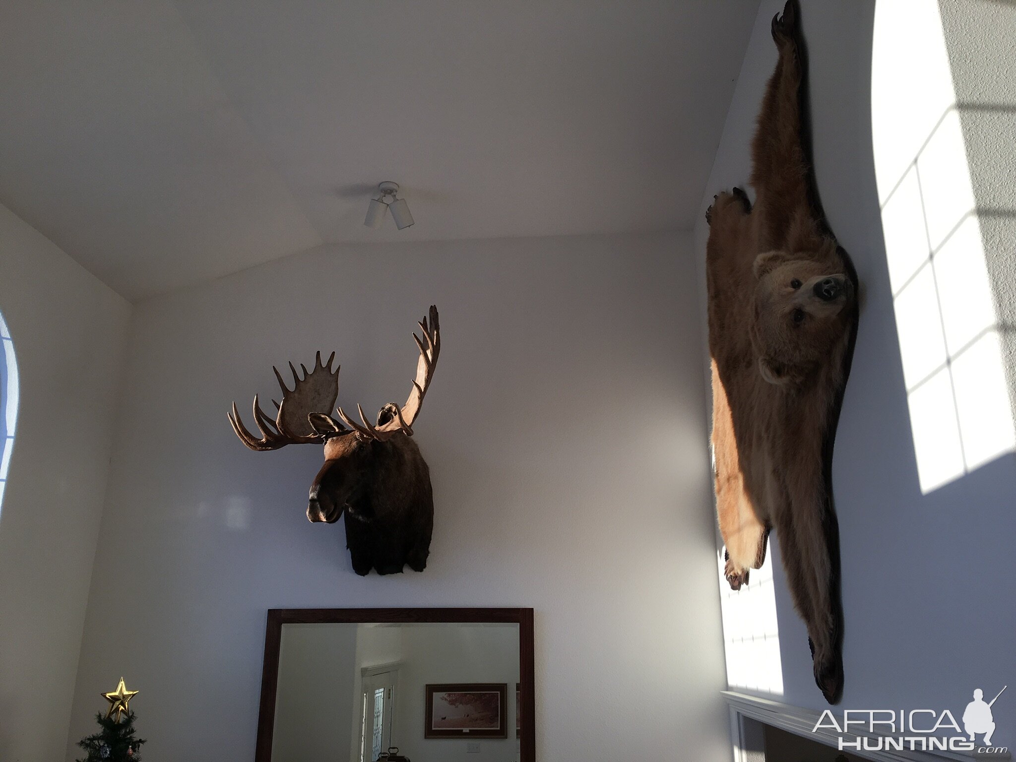 Bear Rug Taxidermy