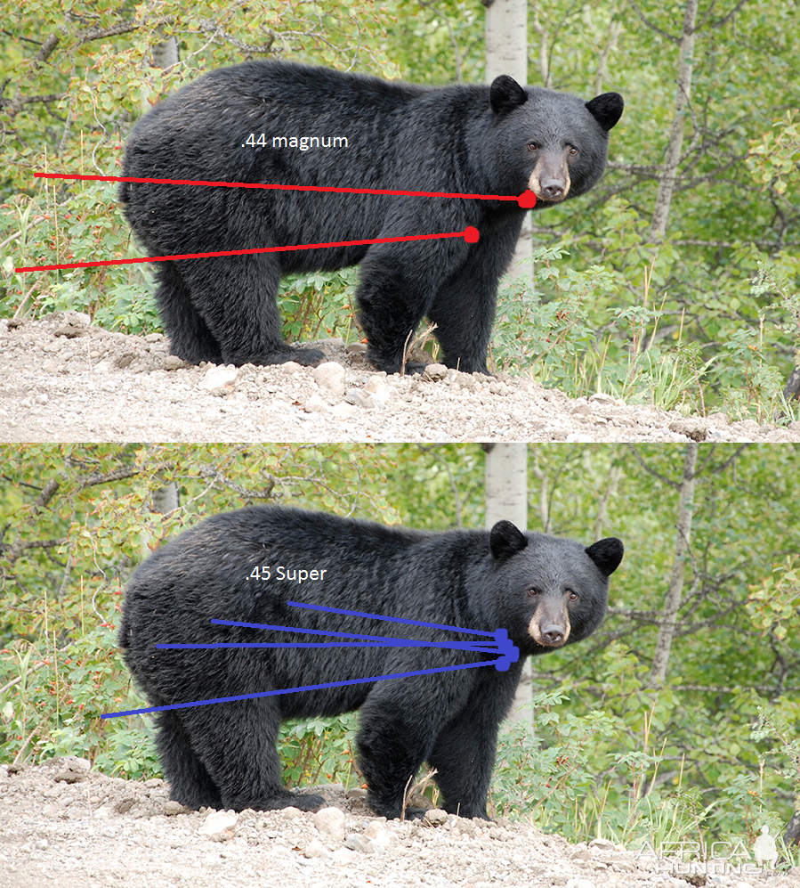 Bear Shot Placement