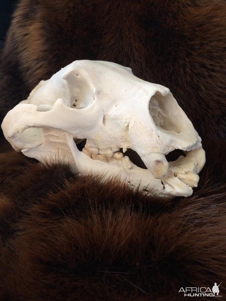 Bear Skull Taxidermy