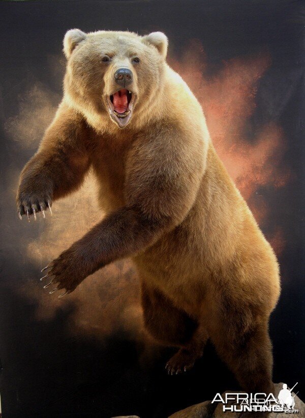 Bear Taxidermy