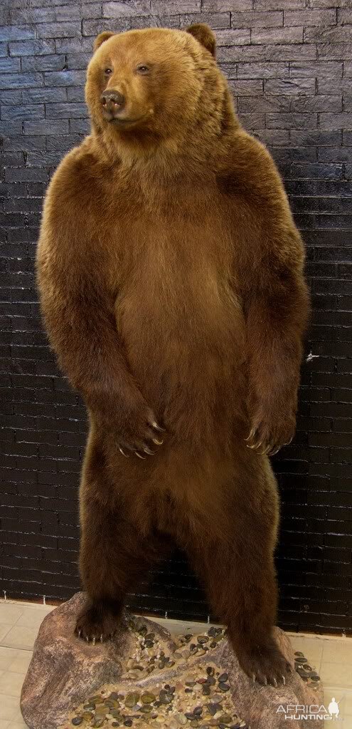 Bear Taxidermy