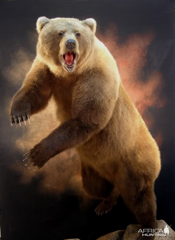 Bear Taxidermy