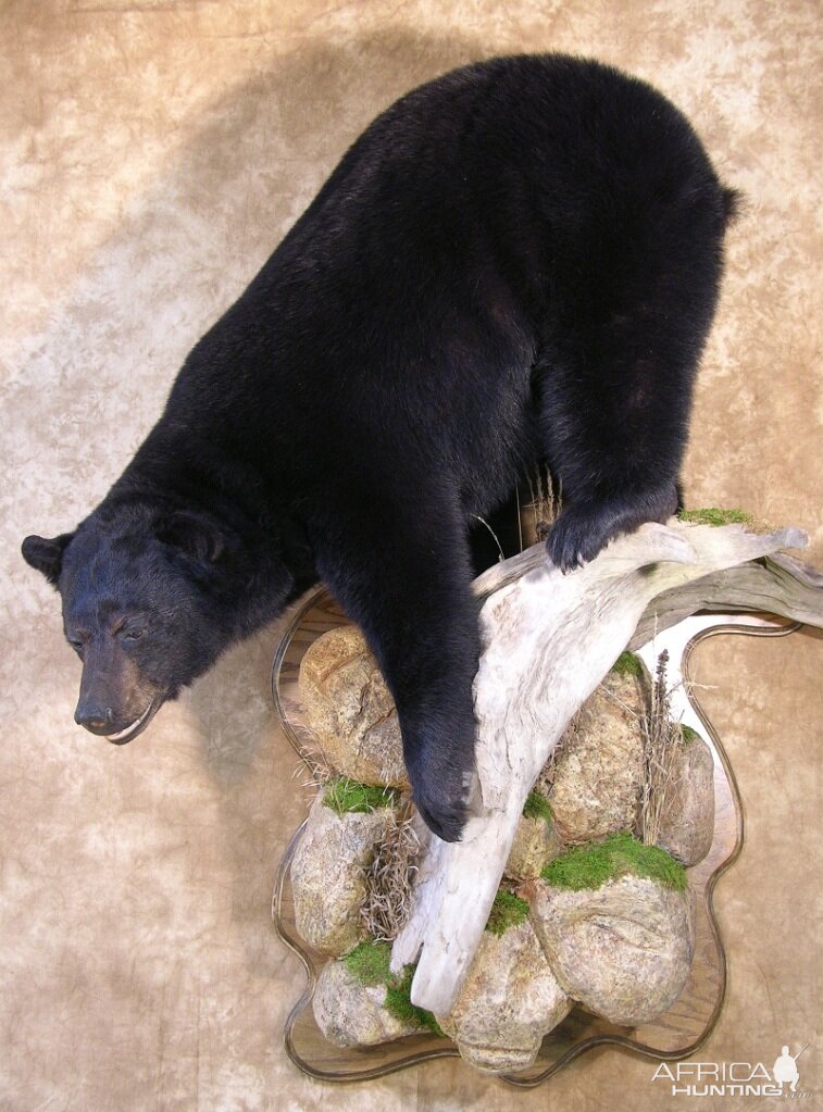 Bear Taxidermy