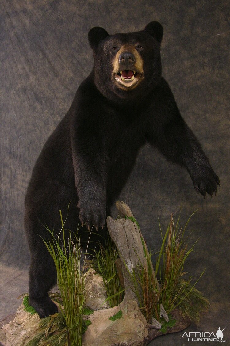 Bear Taxidermy