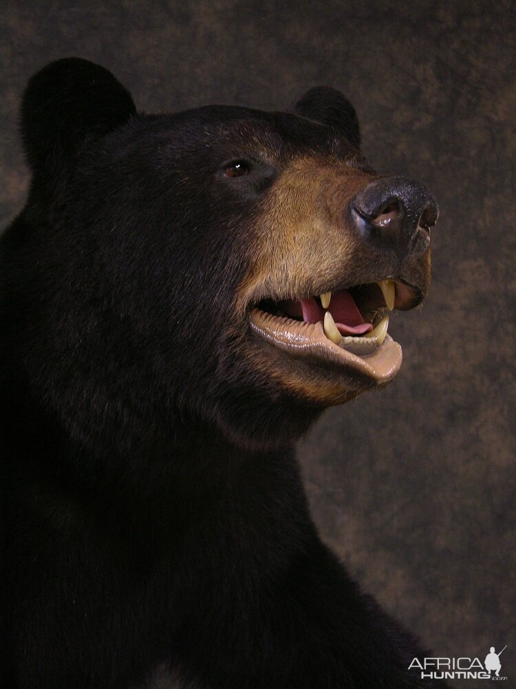 Bear Taxidermy