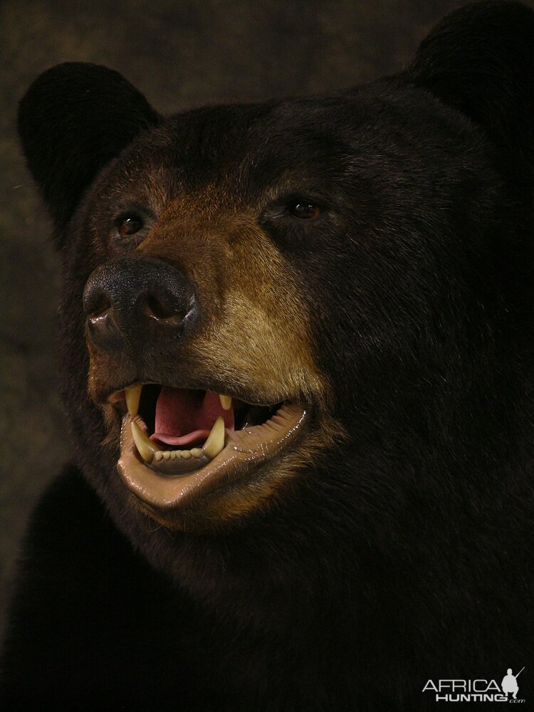 Bear Taxidermy