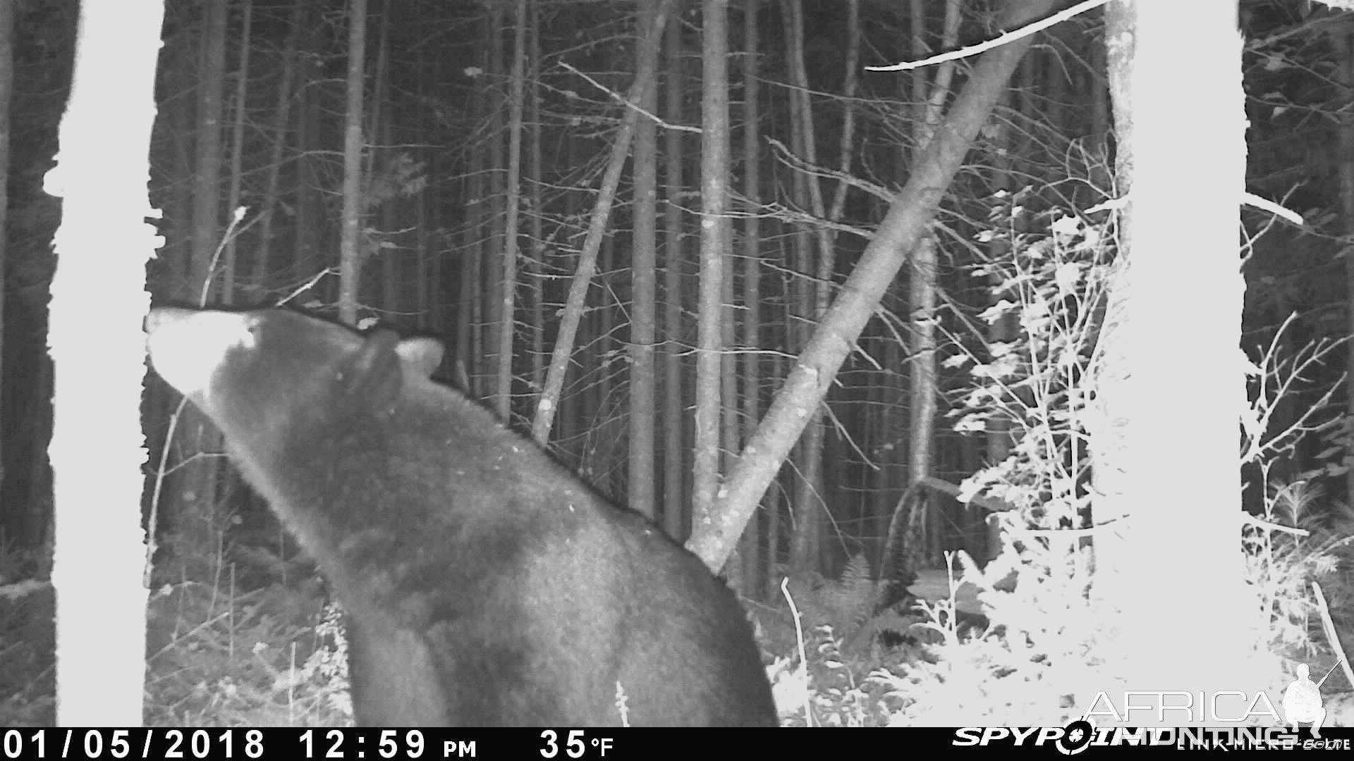 Bear Trail Camera Maine