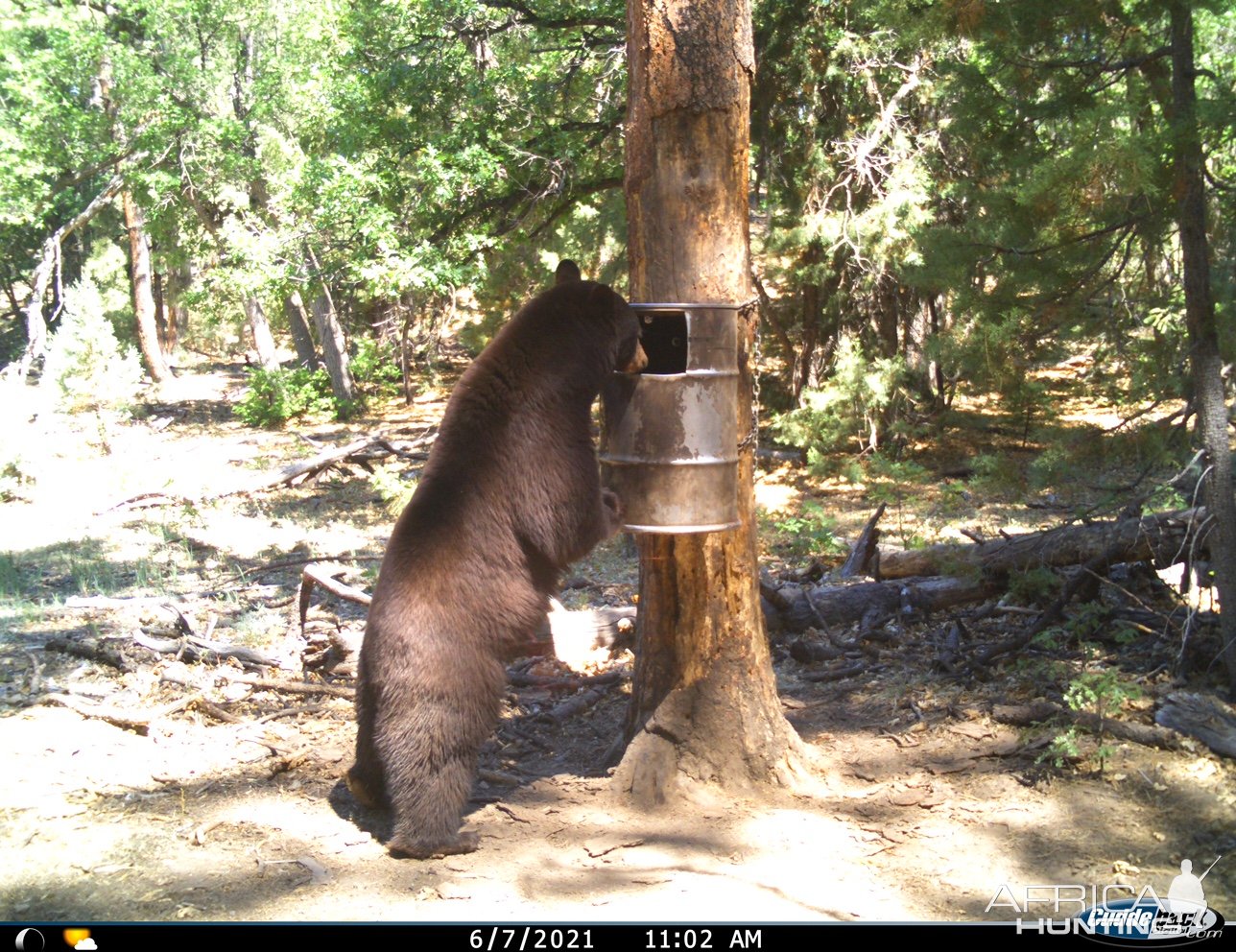 Bear Trail Camera