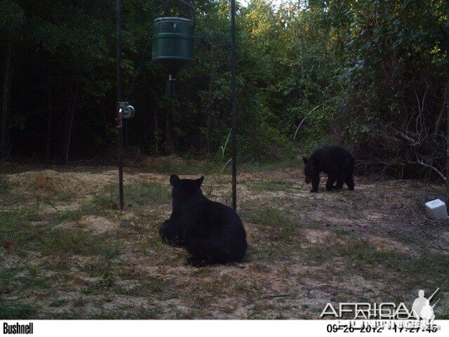 Bears at Arkansas Club