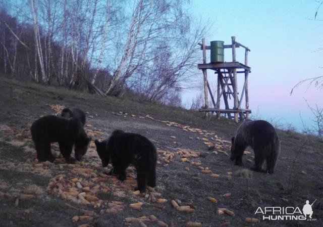 Bears Romania