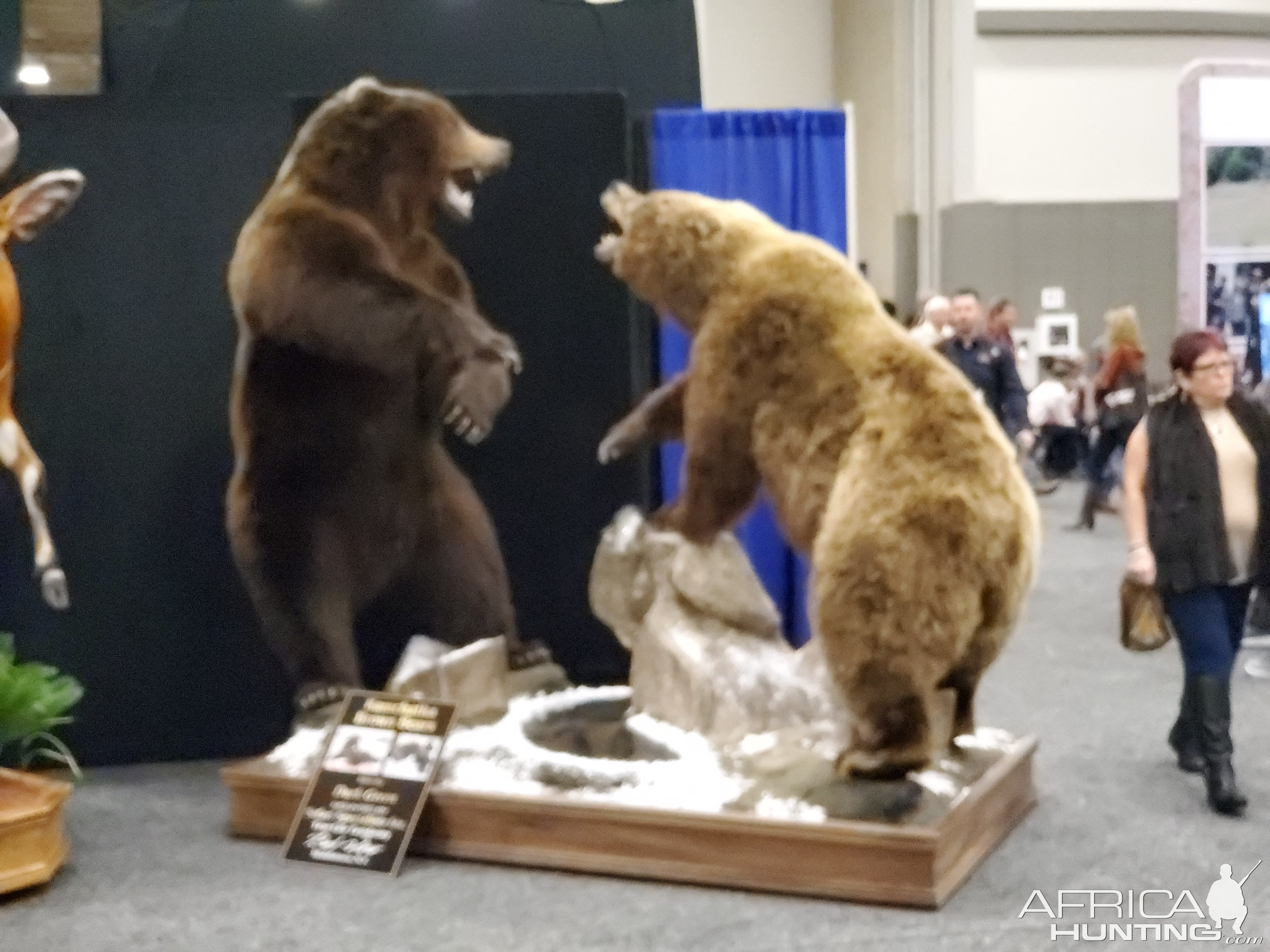 Bears Taxidermy at Dallas Safari Club (DSC) Convention 2020