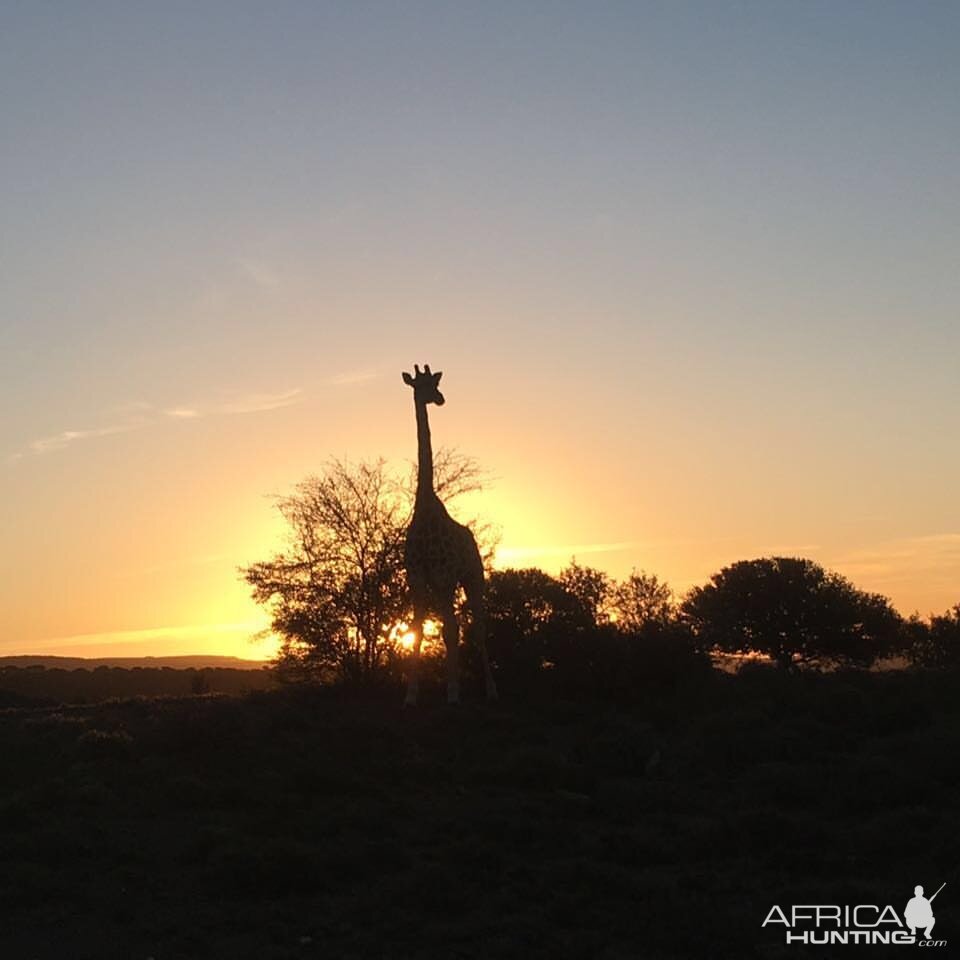 Beautiful African sunset with an Giraffe silhouette