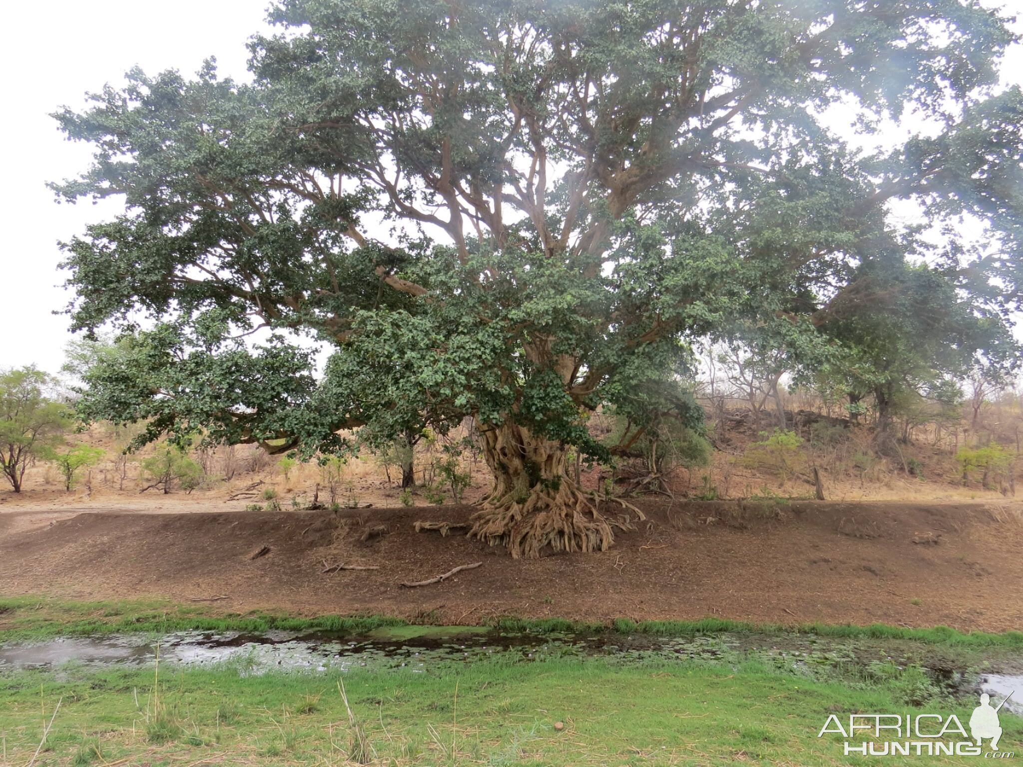 Beautiful old tree Zimbabwe