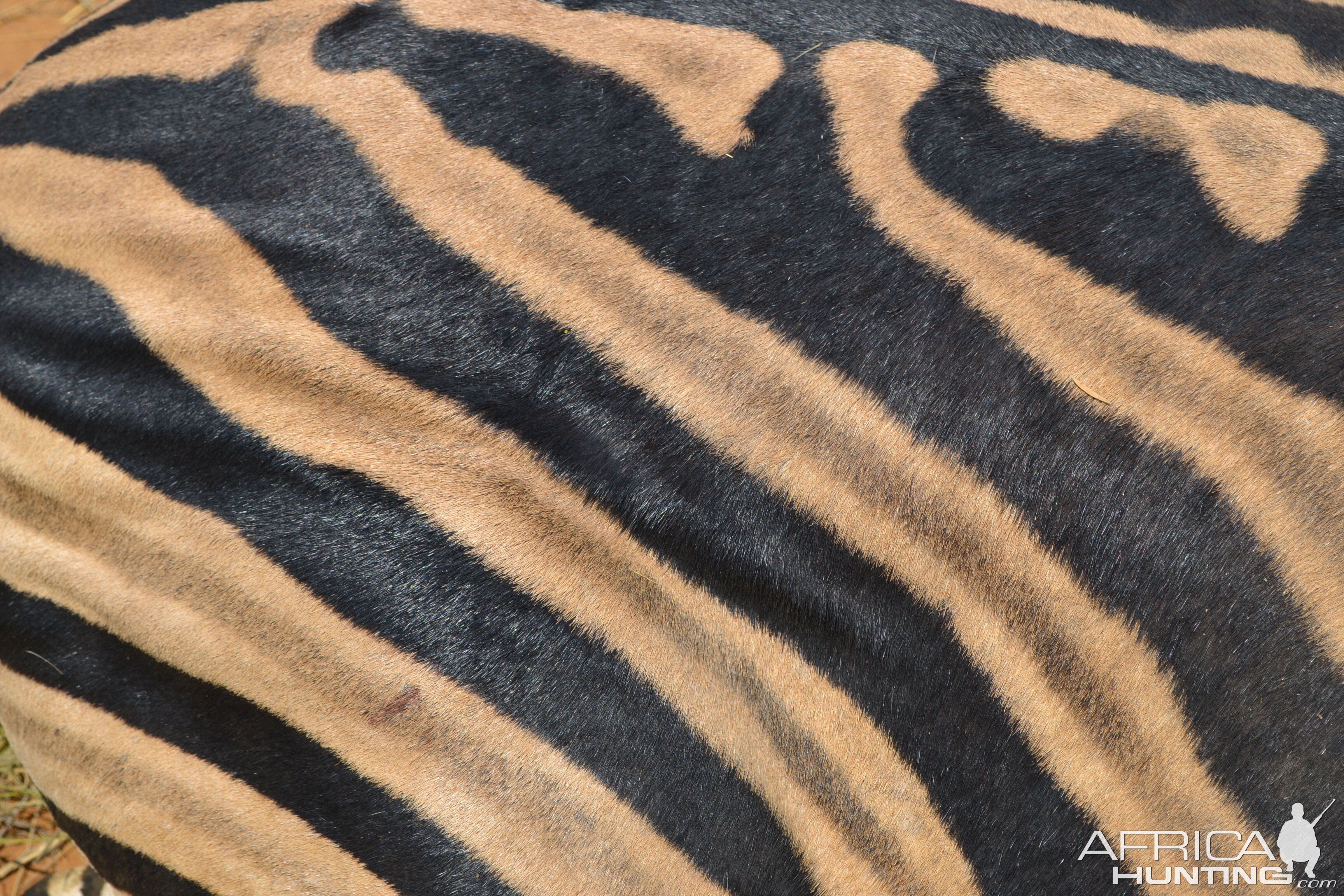 Beautiful skin of a Burchell's Plain Zebra