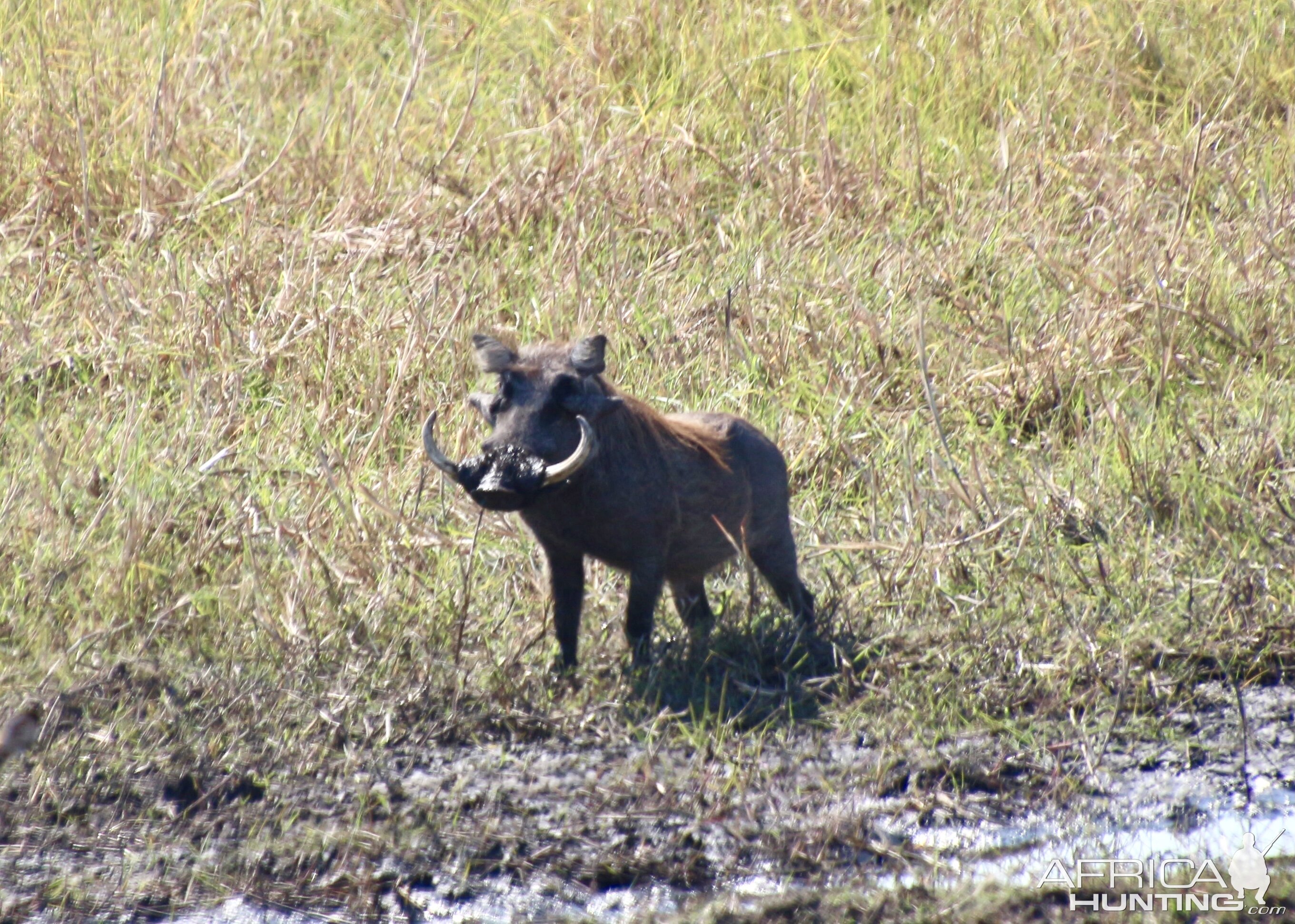 Beautiful warthog spotted in the Caprivi with Zana Botes Safari