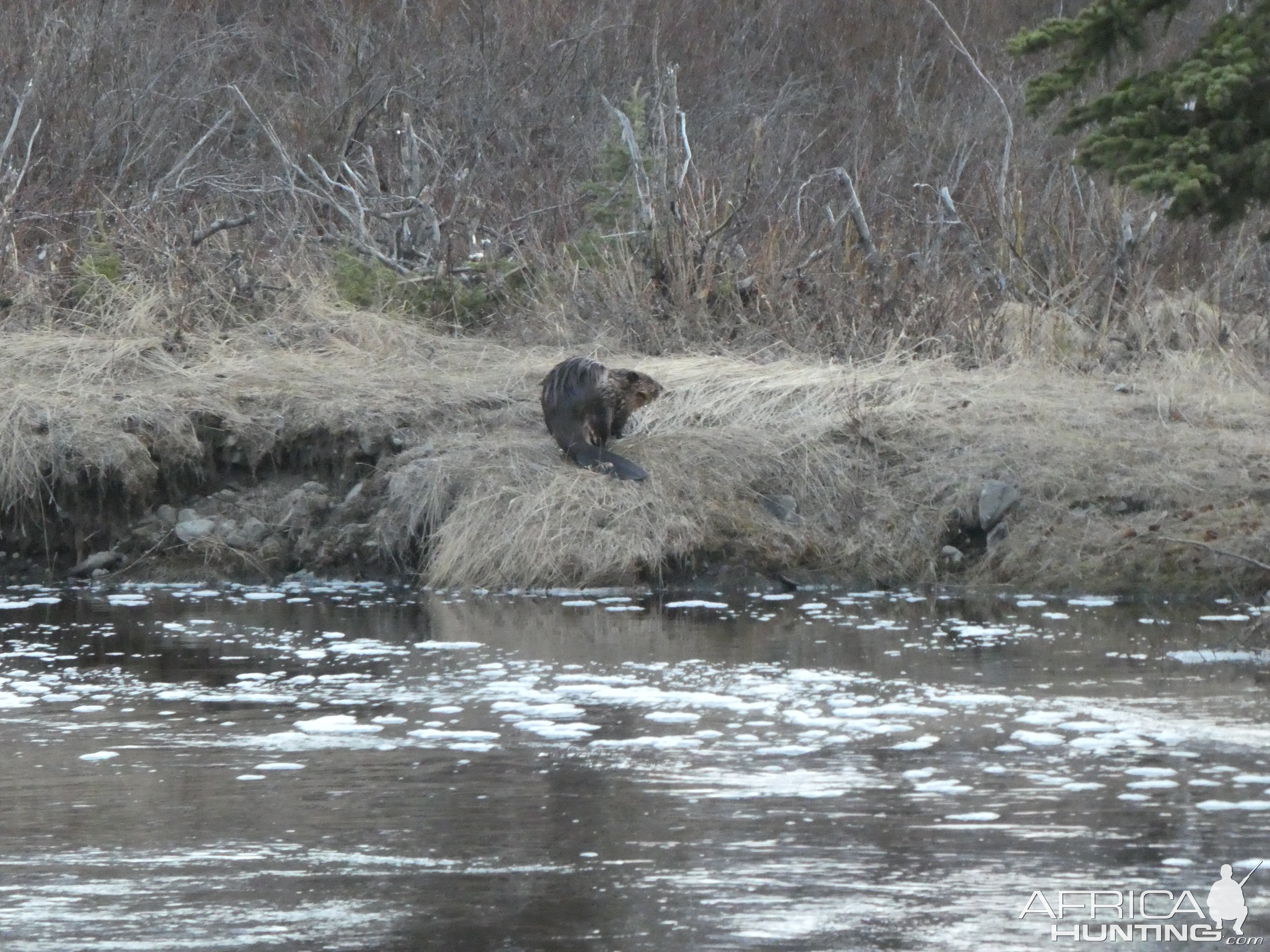 Beaver Alaska USA