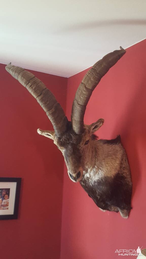 Beceite Ibex Shoulder Mount Taxidermy