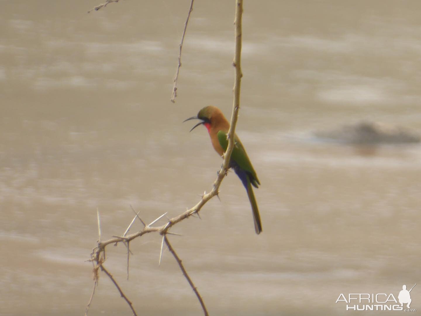 Bee-eater Cameroon