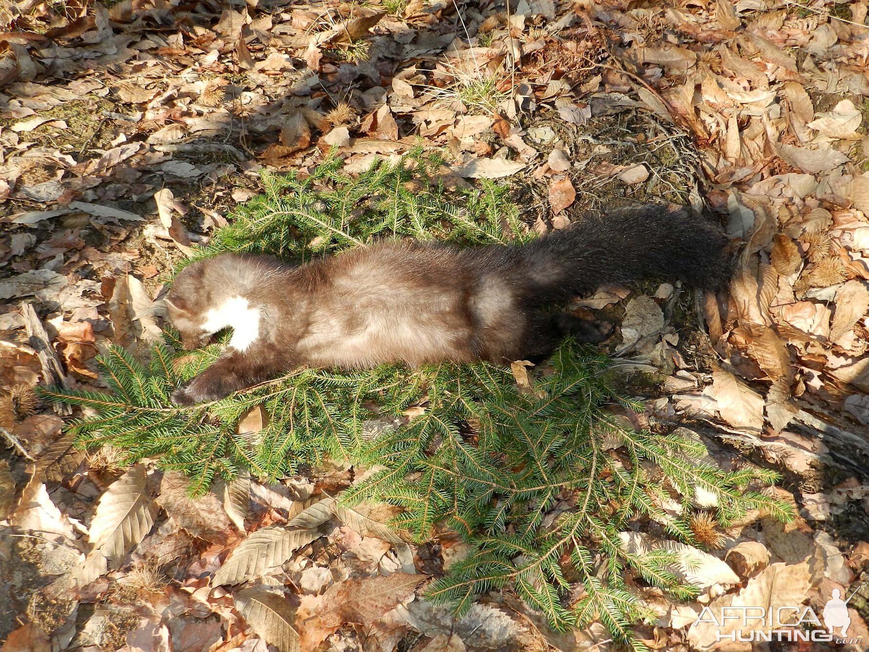 Beech Marten Slovenia Hunt