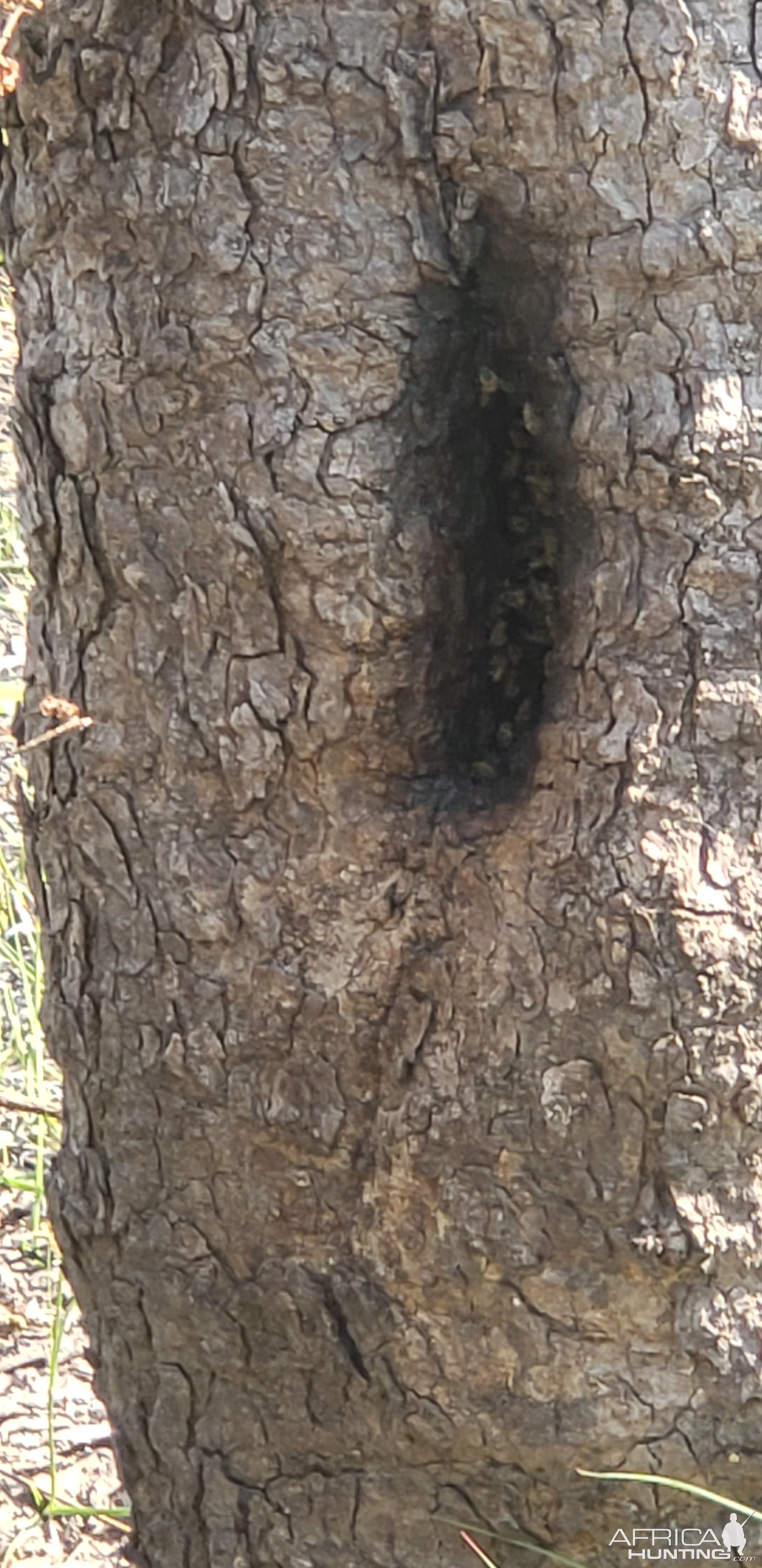 Beehive In Tree Tanzania