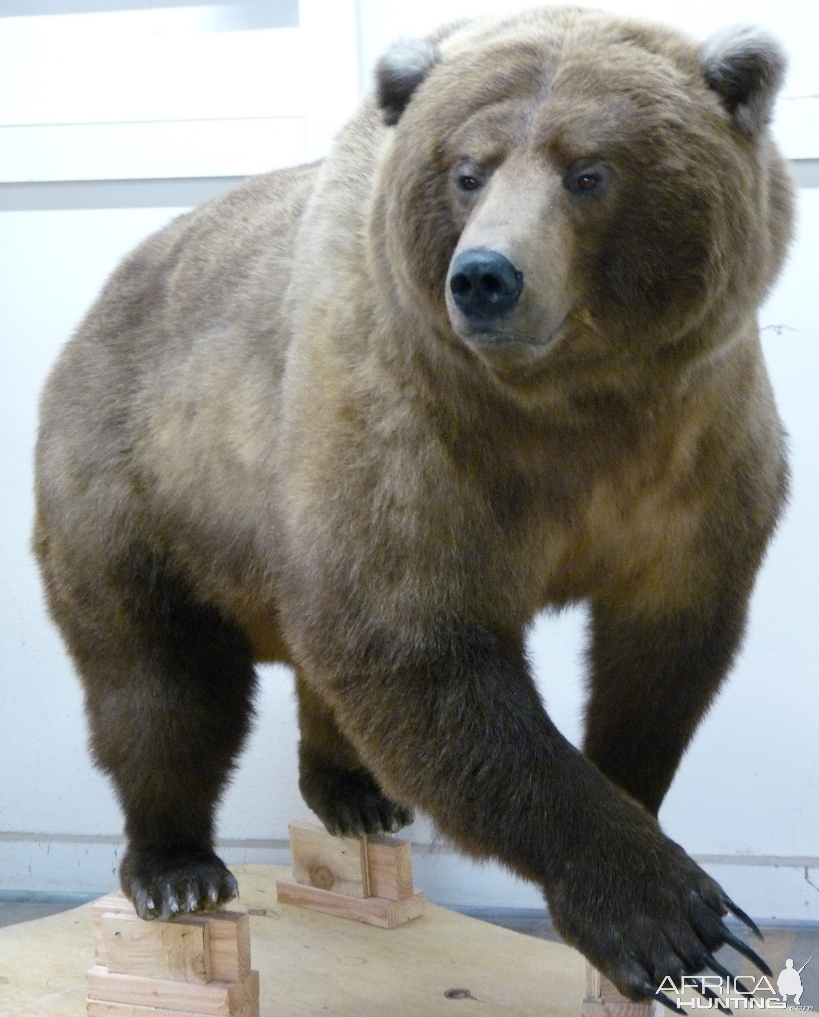 Behind the Scenes: Bear Mount