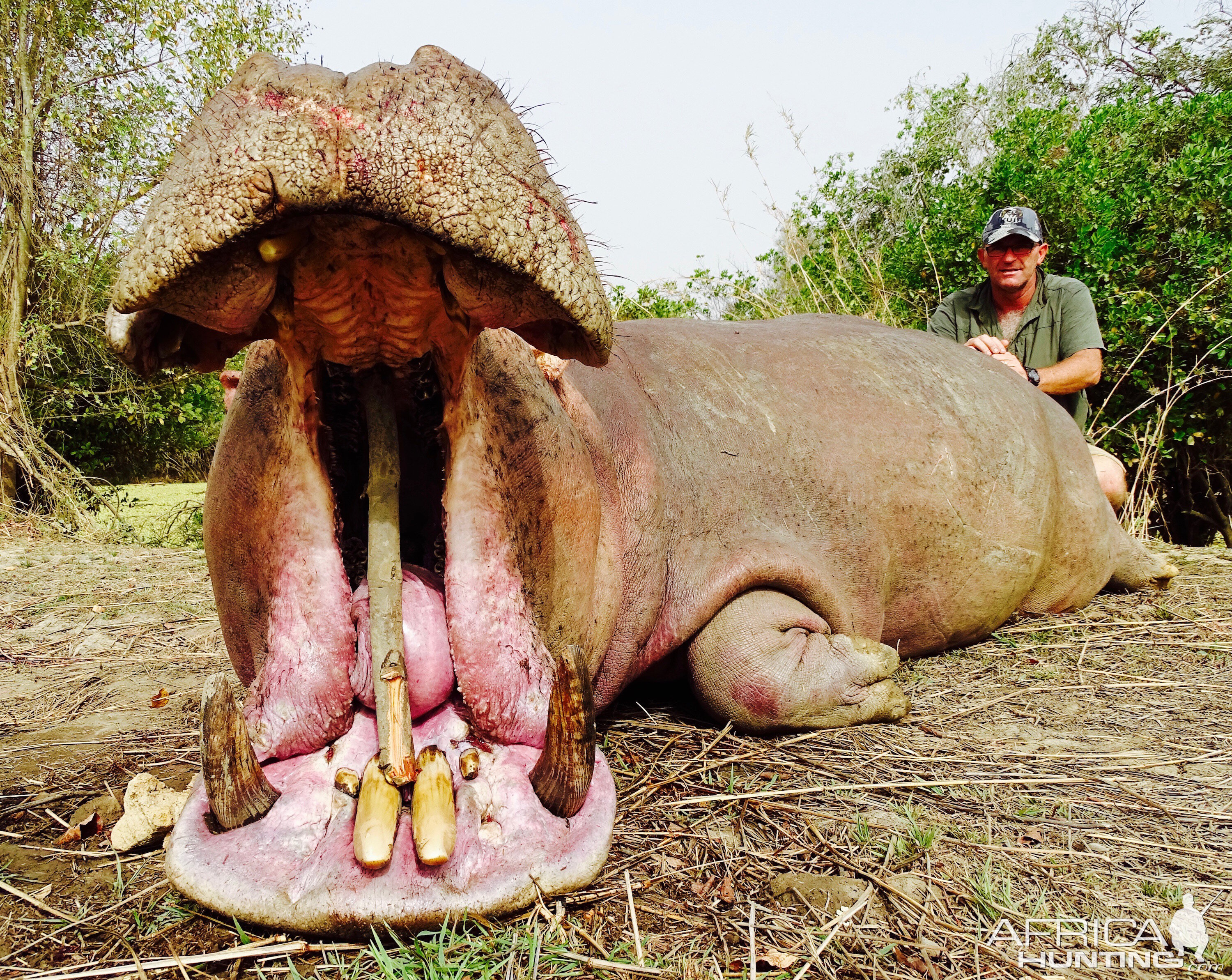 Benin Hunting Hippo