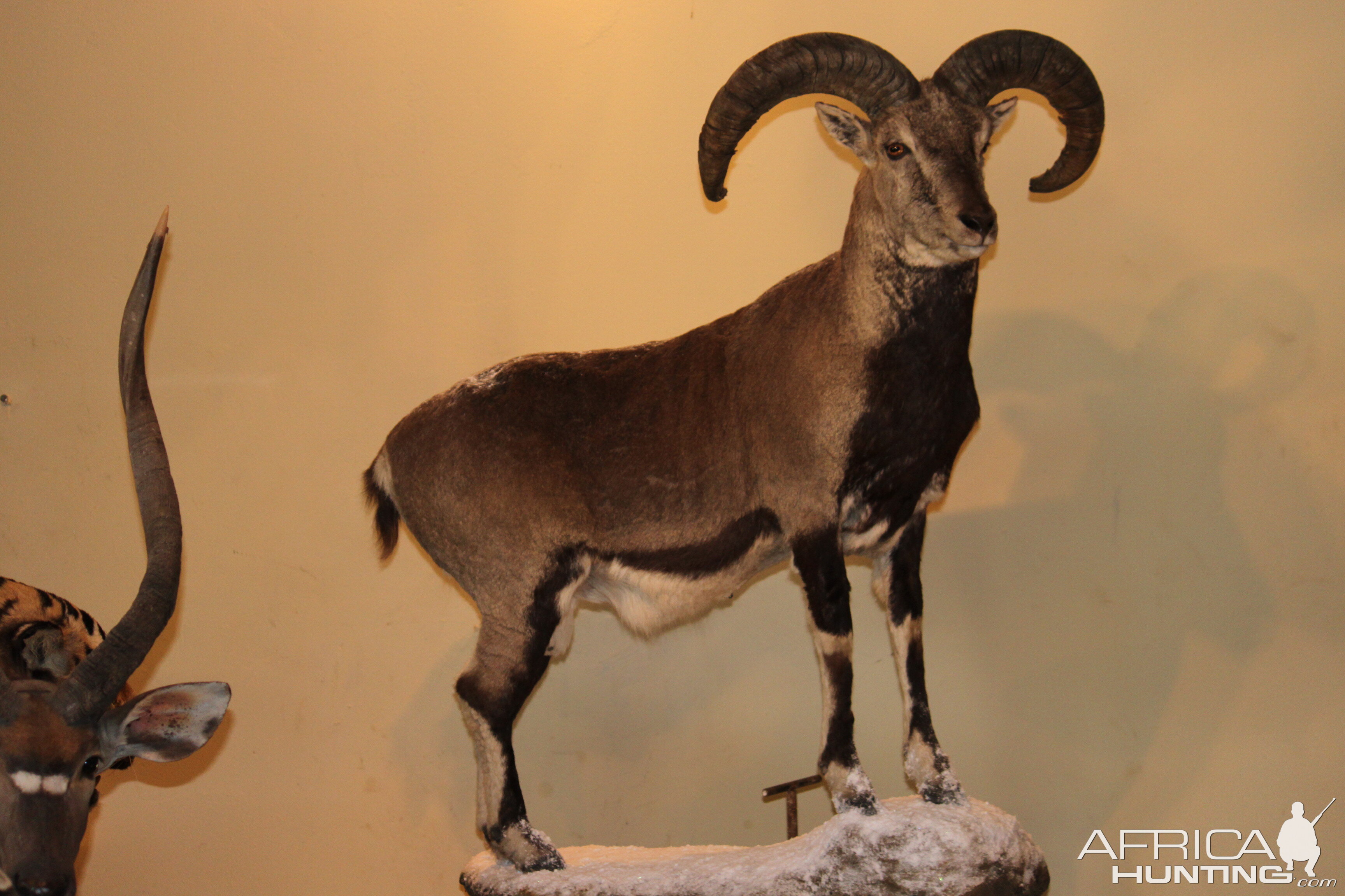 Bharal or Himalayan Blue Sheep Full Mount Taxidermy