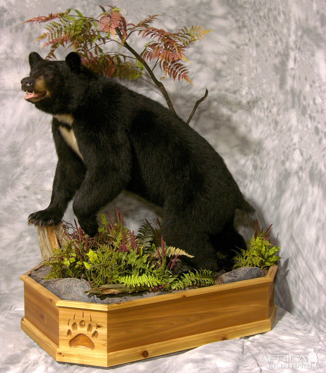 Bibbed Black Bear Full Mount Taxidermy