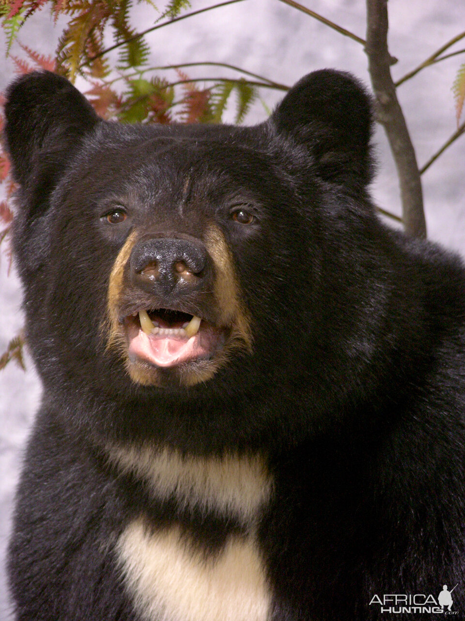 Bibbed Black Bear Full Mount Taxidermy