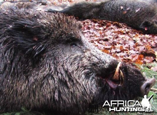 Big and Nasty, Black boar in southern Bavaria