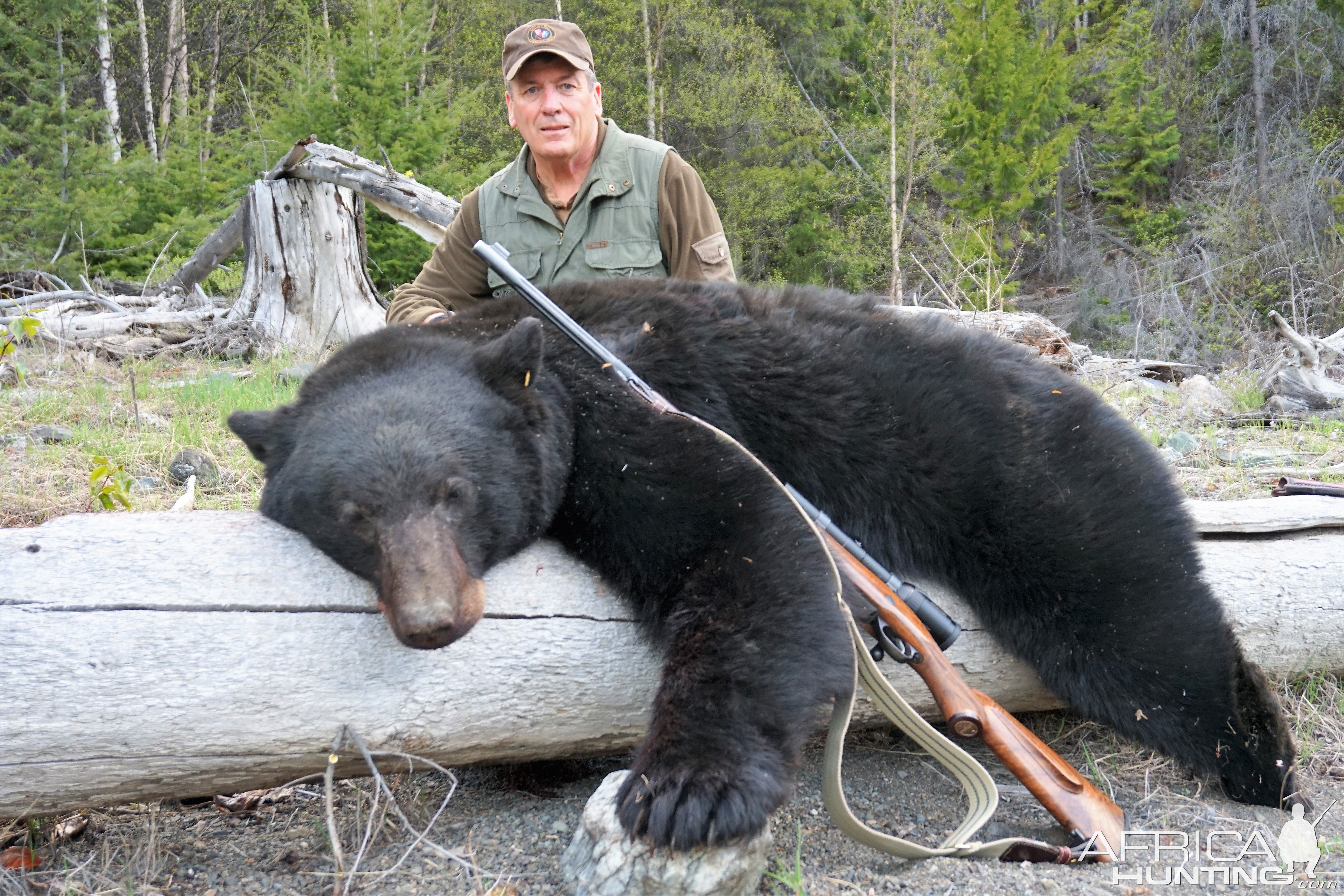 Big British Columbia Black bear