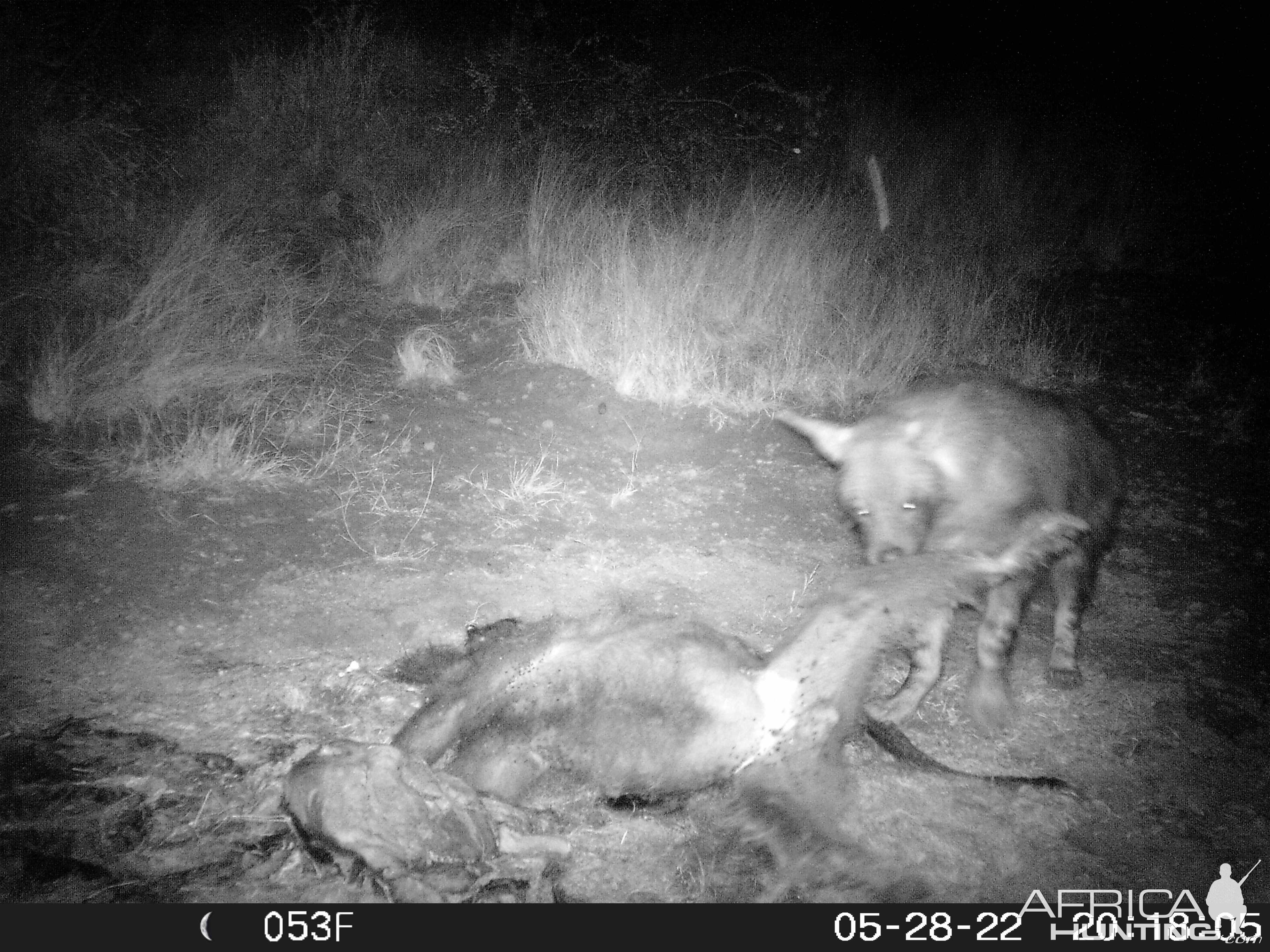 Big Brown Hyena Trail Camera South Africa