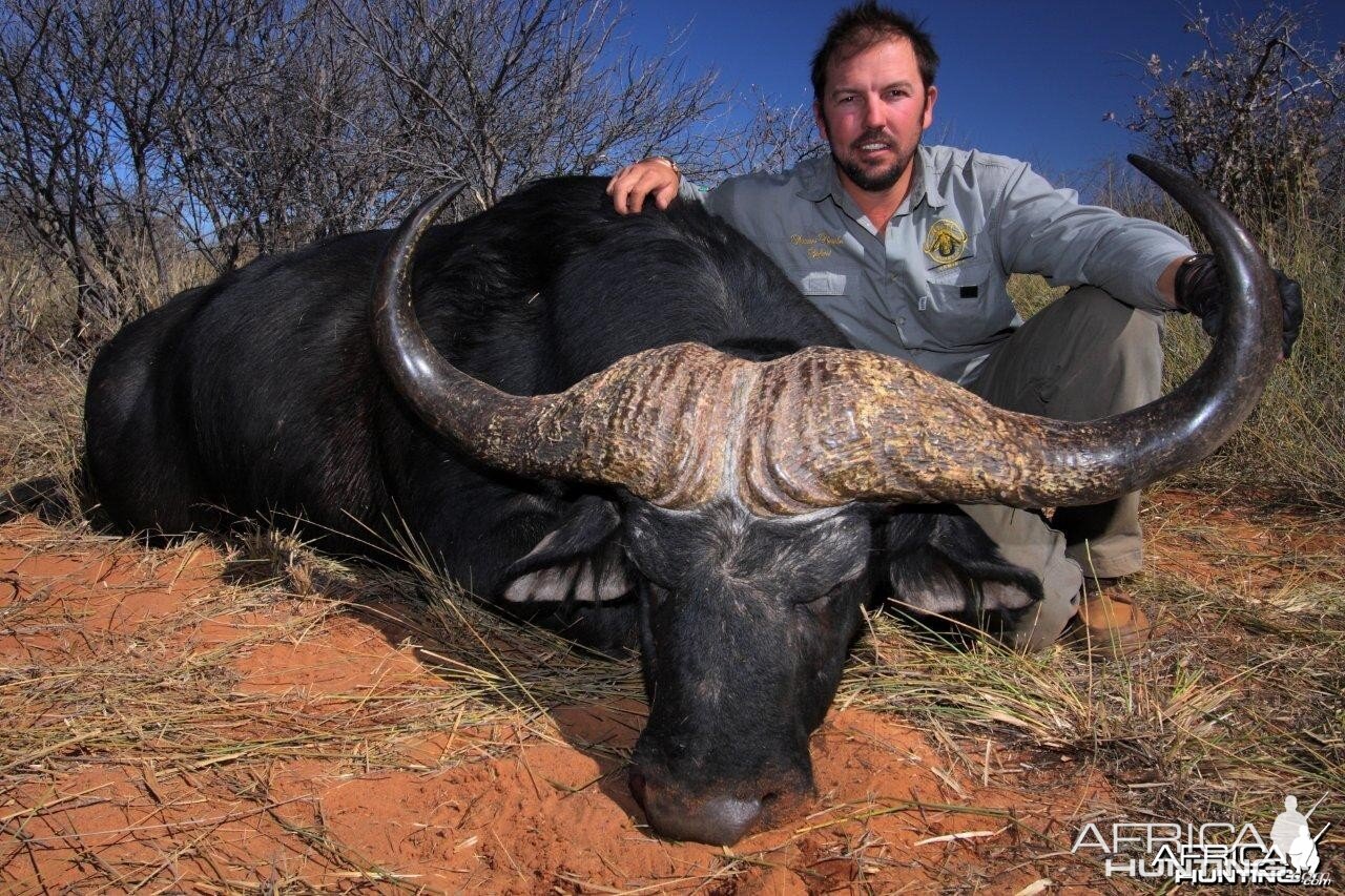 Big Buffalo hunted in Namibia on the Waterberg Plateau