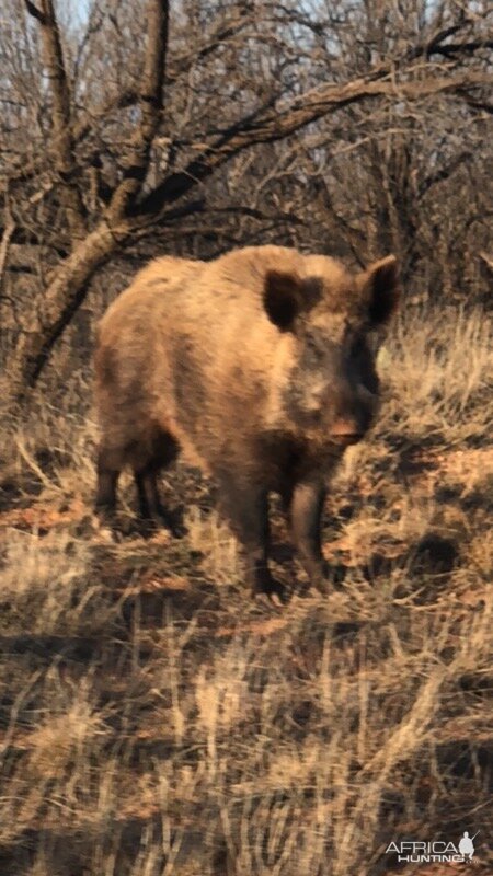 Big Eurasian Boar Texas USA