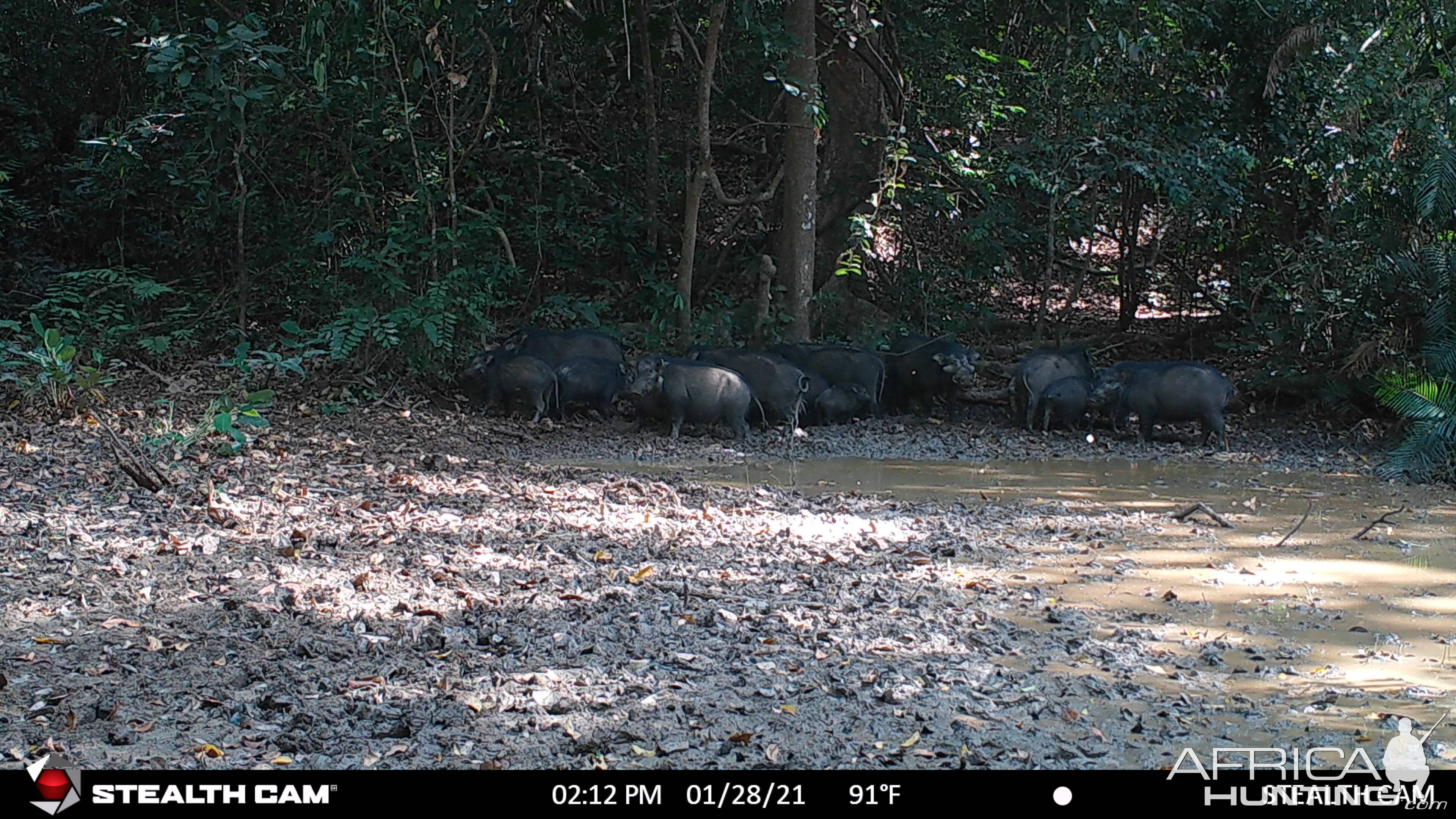 Big group of Giant Forest Hog