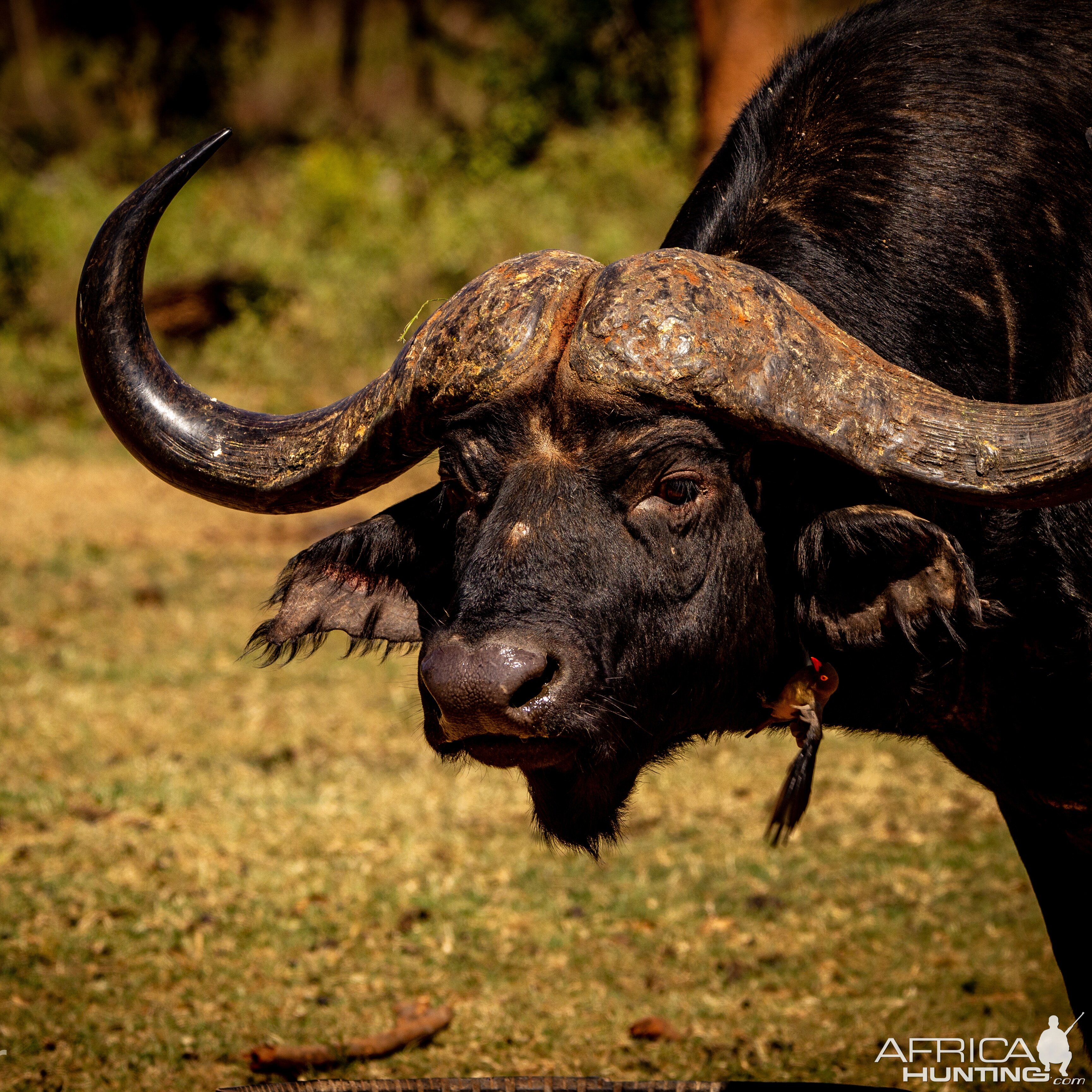 Big Hard Boss Buffalo South Africa