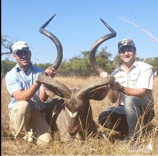 Big Kudu Bull