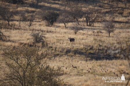 Big Kudu South Africa