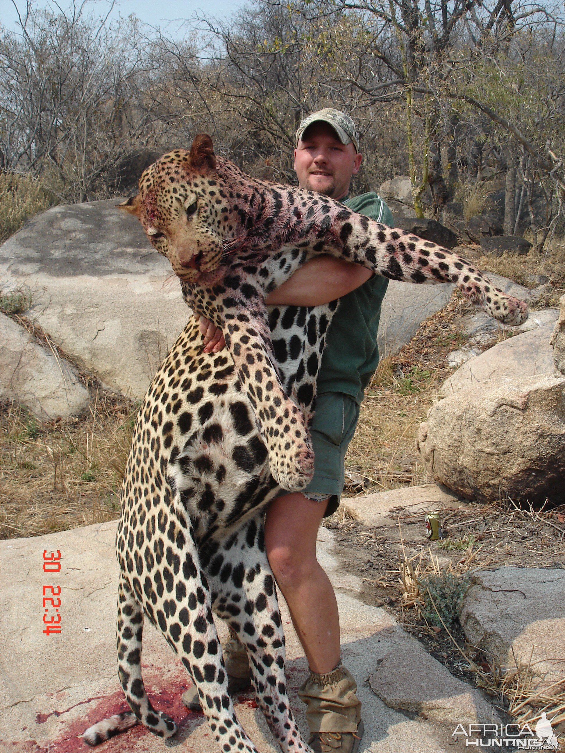 Big leopard shot in Zimbabwe