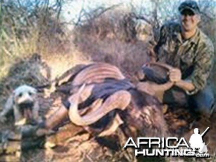 Big Lion hunted in Zambia with Prohunt Zambia