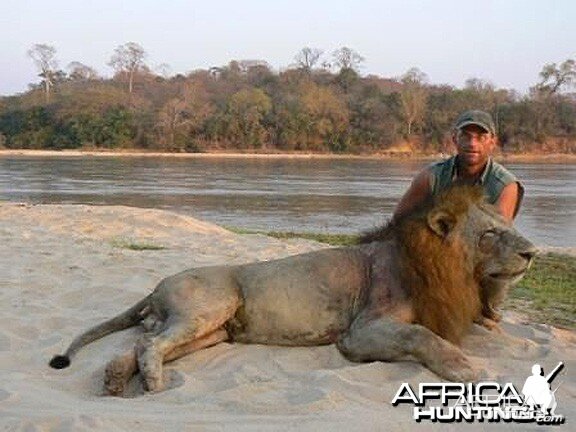 Big mane lion from Tanzania