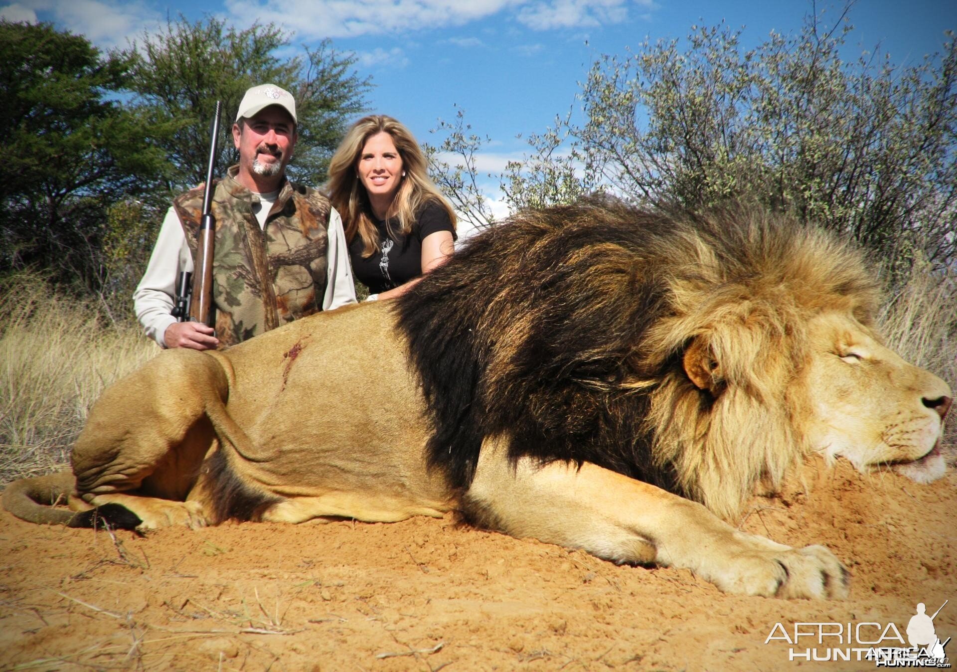 Big mane Lion hunted in South Africa