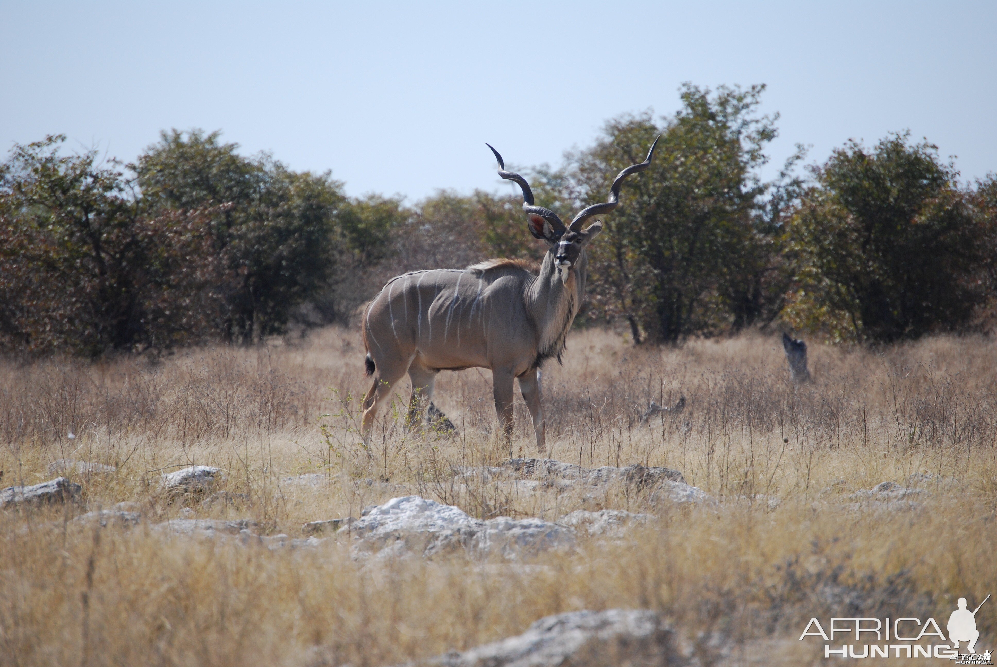 Big Namibian Kudu