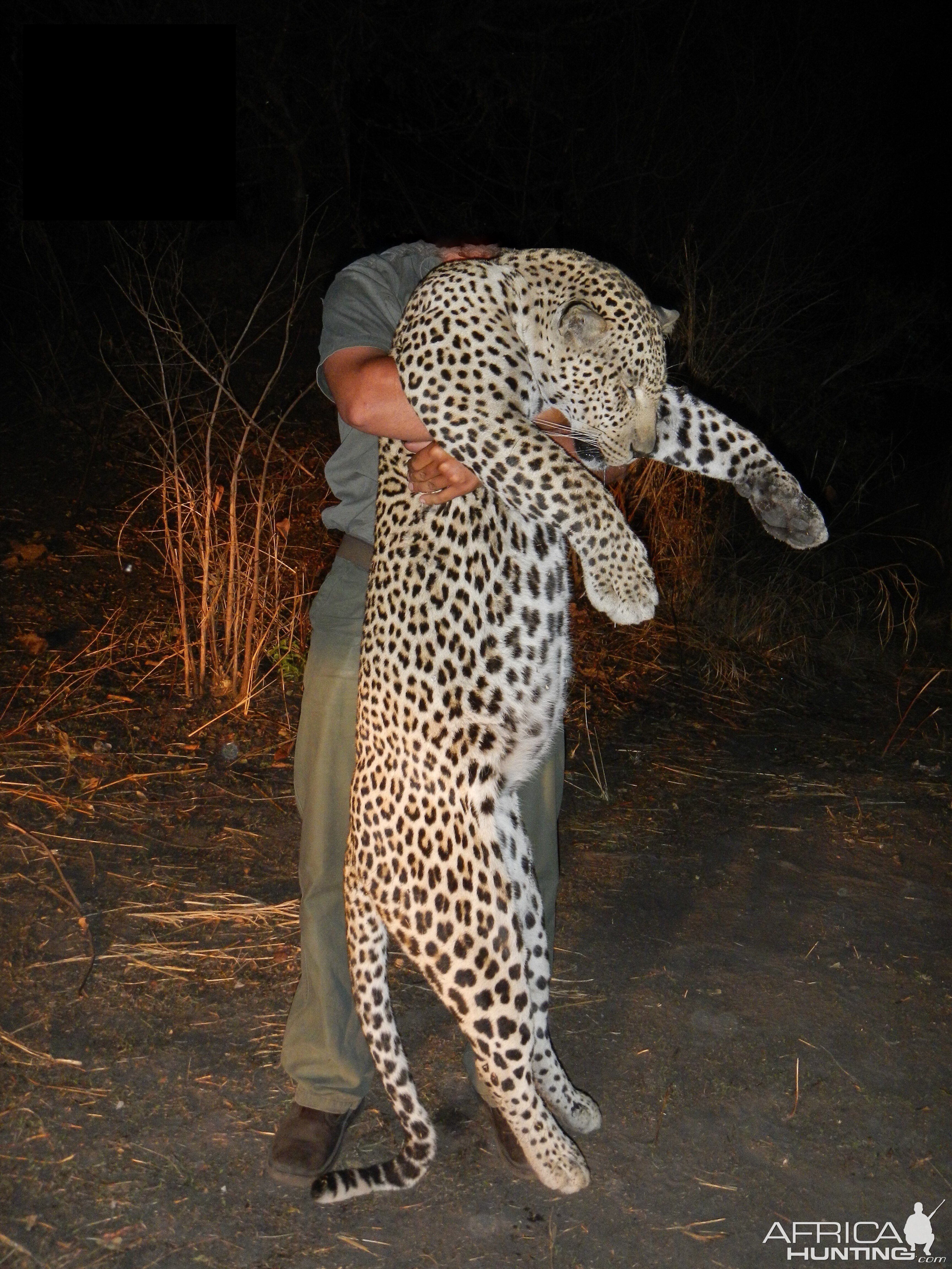 Big Tom Cat Kigosi Central Leopard Hunt