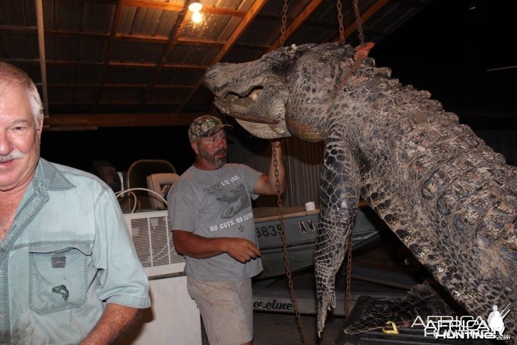 Big twelve foot bull gator from last season