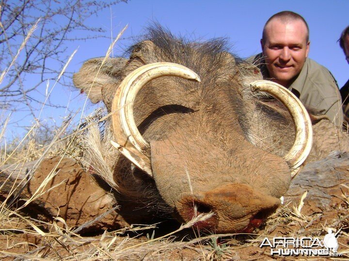 Big warthog female